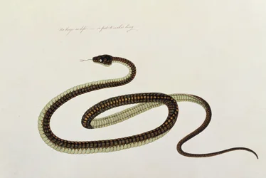 Schlange, aus Zeichnungen von Tieren, Insekten und Reptilien aus Malakka, ca. 1805-18